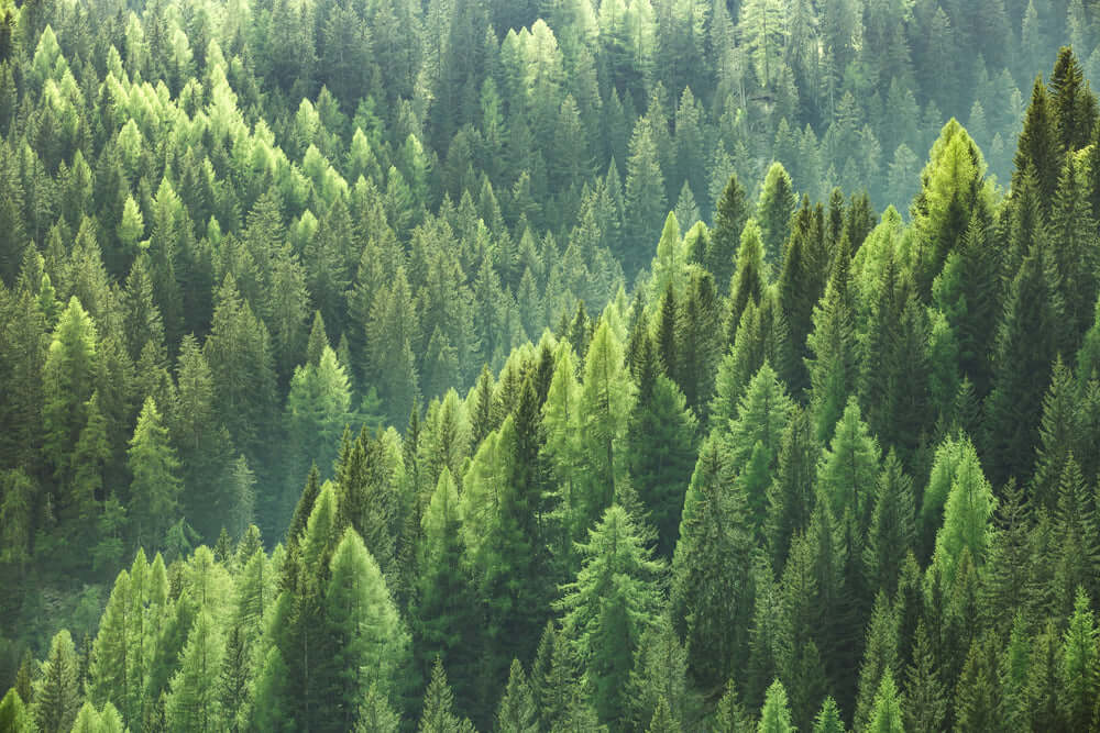 Dense evergreen coniferous forest for privacy screening