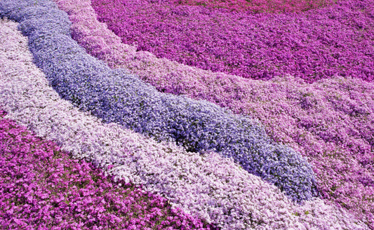 Vibrant phlox field in deep purple, lavender, and pink gradients