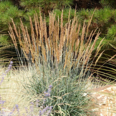 The Beautiful Indian Grass