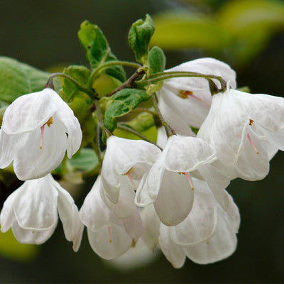 The Angelic Carolina Silver Bell Tree