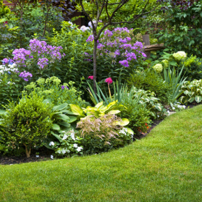 All Garden Plants Will Enhance The Landscape