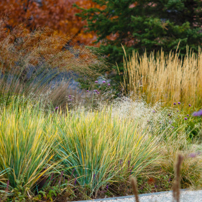 Vibrant Ornamental Grasses