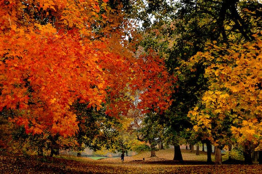 Vibrant fall foliage path with orange and golden leaves overhead.