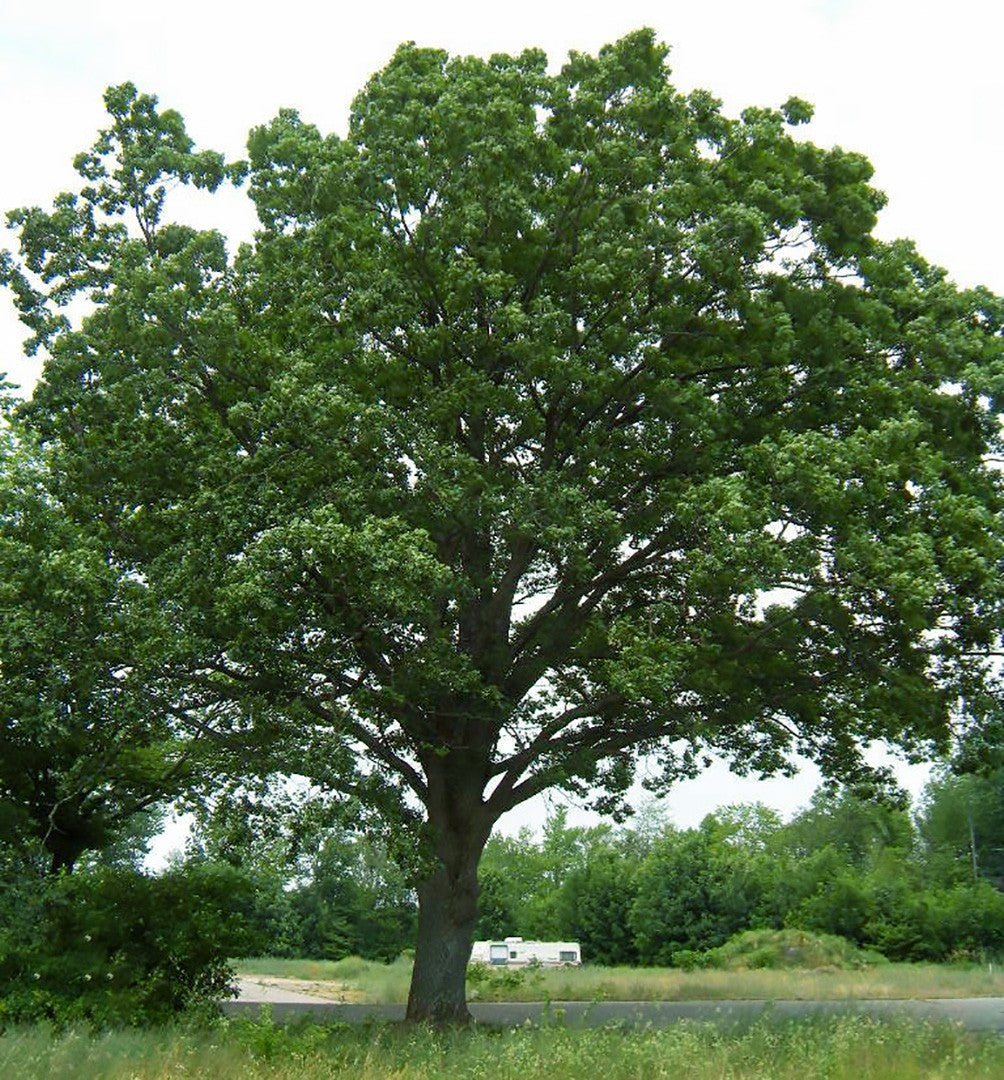 White Oak Tree