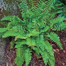 Christmas fern with lush feathery fronds on mossy forest ground