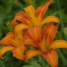 Vibrant orange daylilies with ruffled petals and yellow centers in garden
