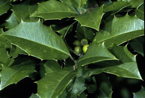 American holly deep green glossy leaves with serrated edges and unripe berries