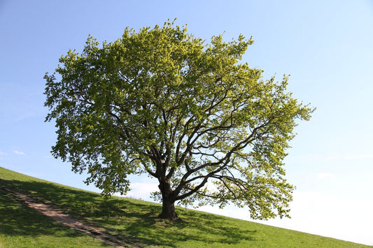 Oak Trees for Sale Online