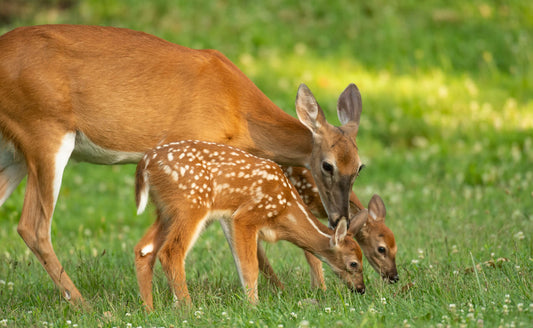 Deer-Resistant Plants:  Resilient Garden Choices