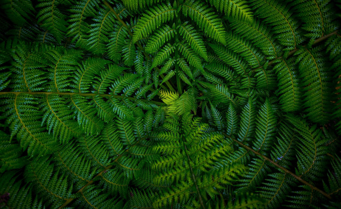 Fascinating Ferns