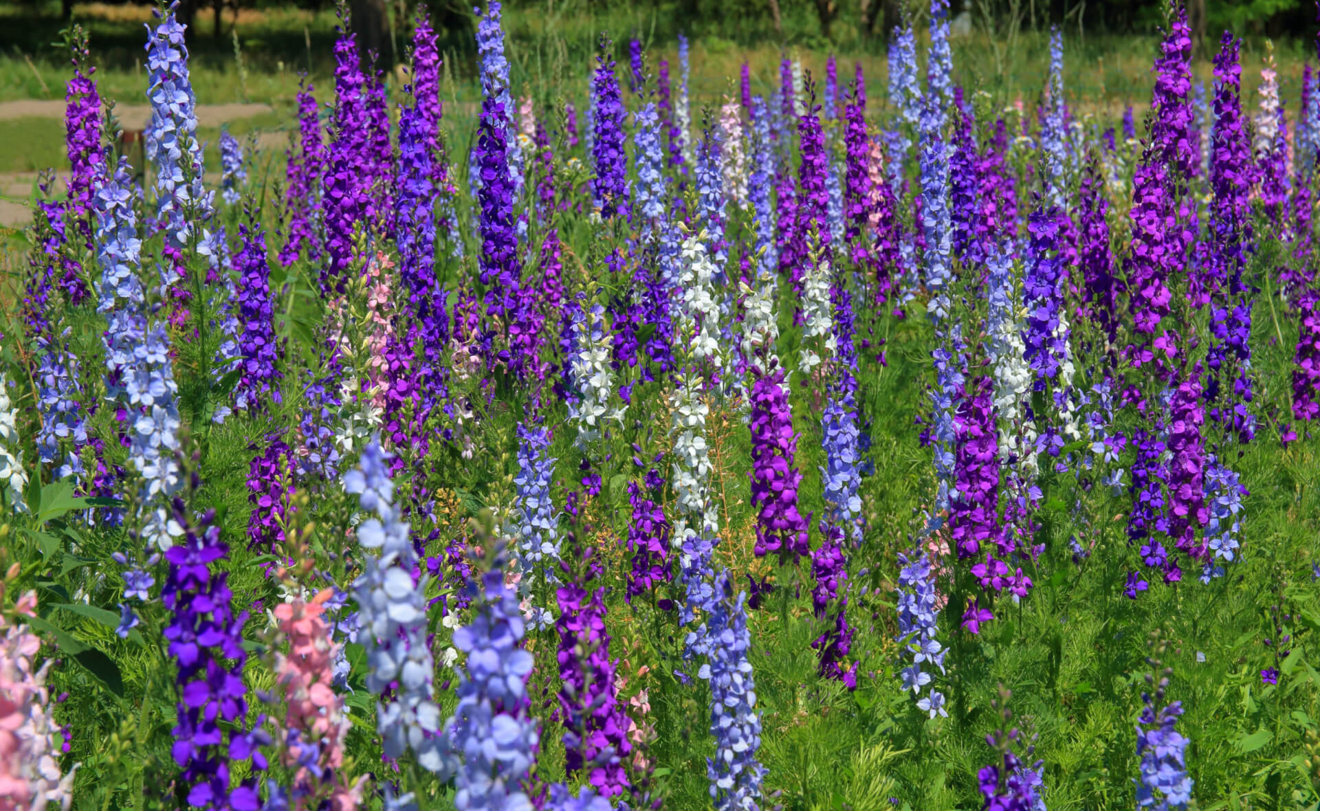 Exploring Tall Perennials