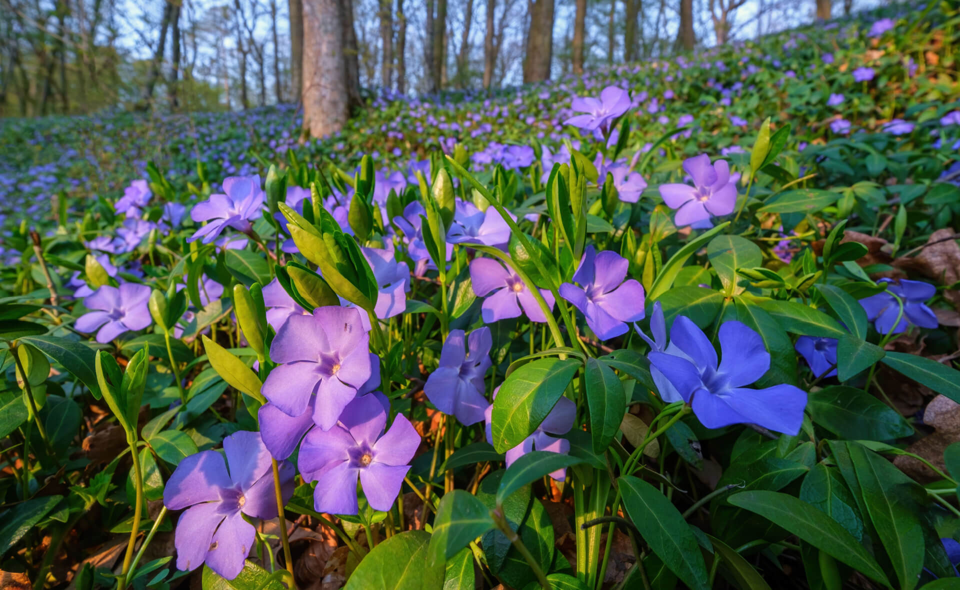 Perennials for Erosion Control