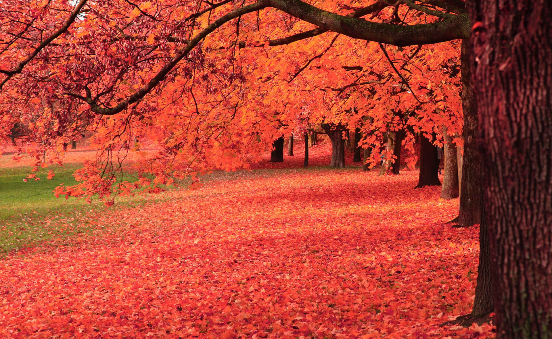 Beech Tree