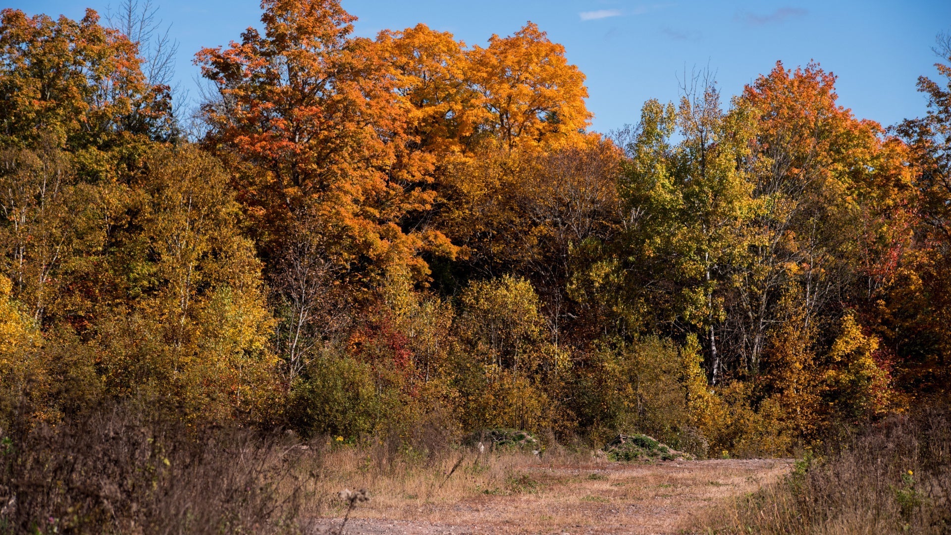 Trees for Fall Planting and Cares