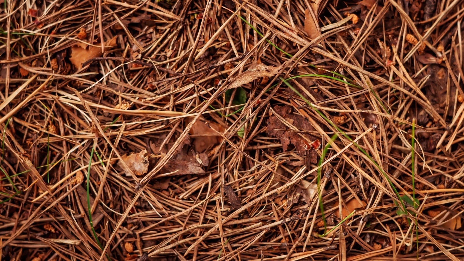 Pine Straw in The Garden