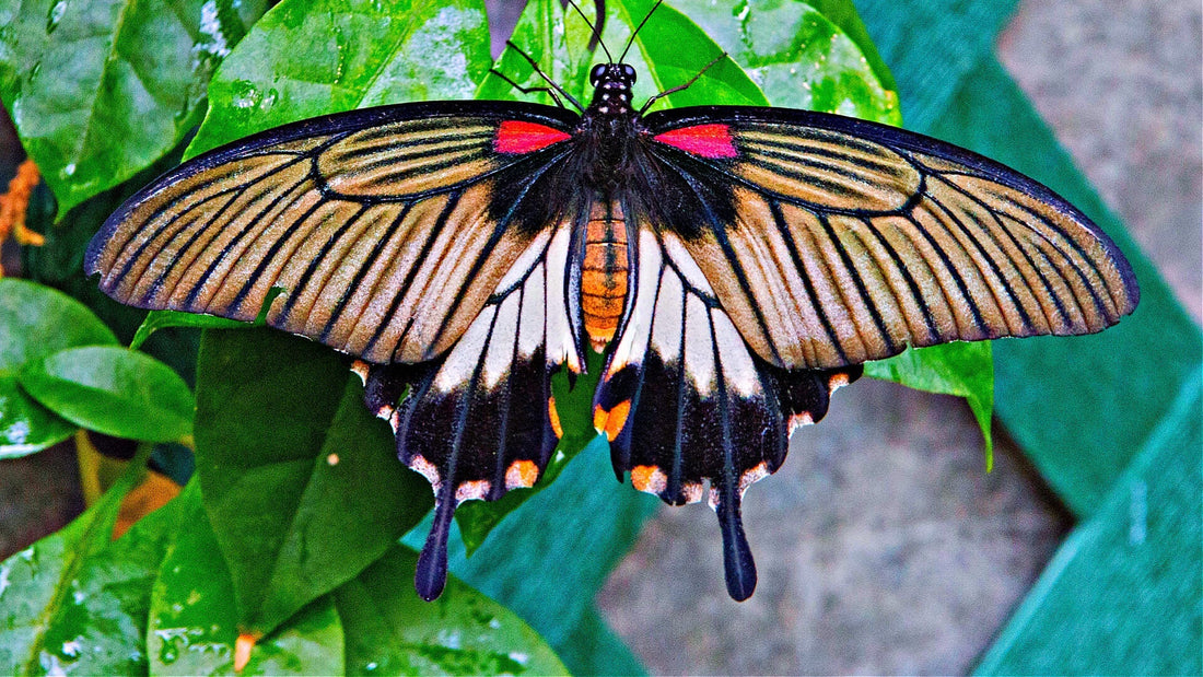 Creating a Butterfly Oasis