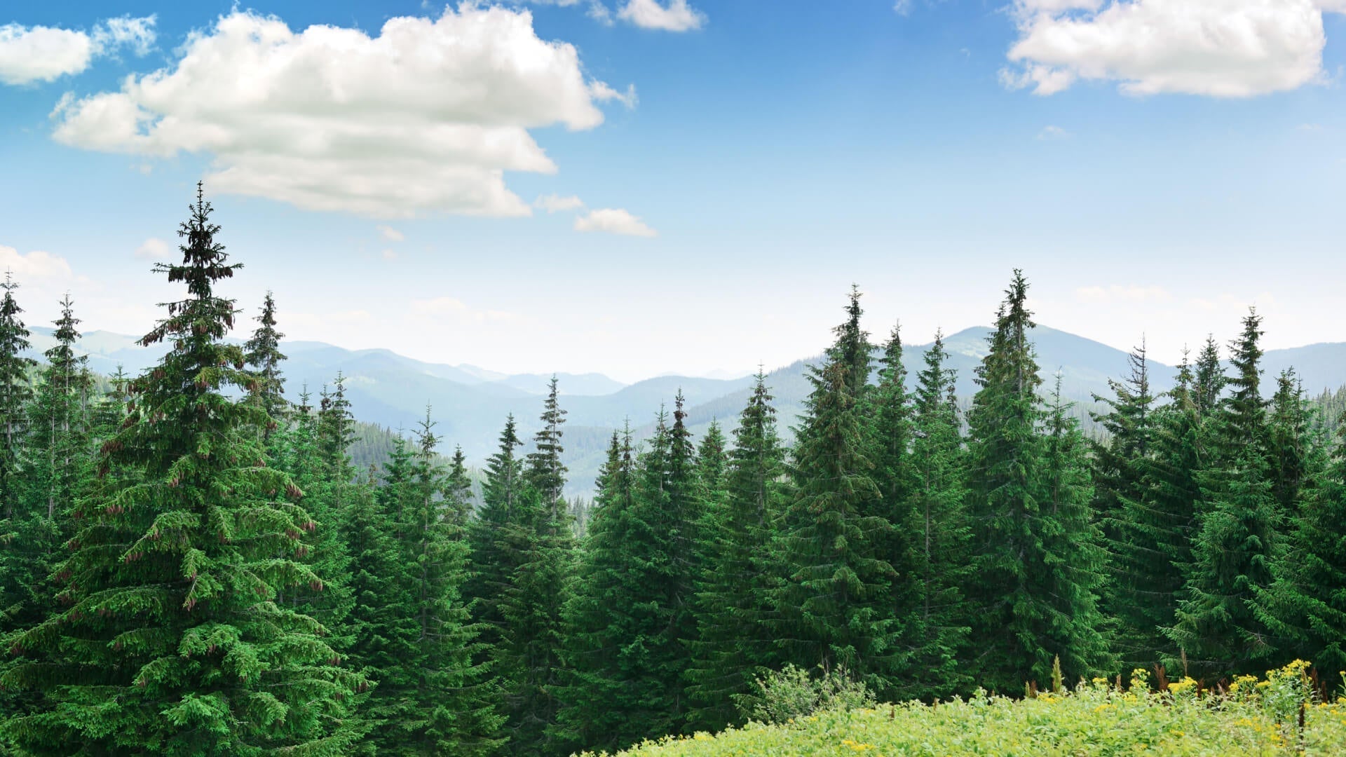 Pine Trees: Nature's Asset for Real Estate Value Appreciation