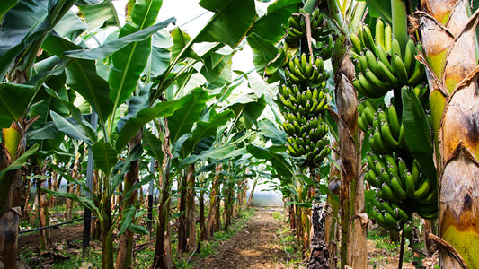 The Fascinating Life Cycle of a Banana Tree