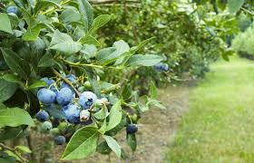 Ripe deep blue berry clusters on lush green bush thriving in Tennessee yards
