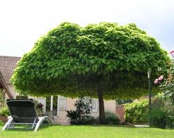 Lush full-bodied green fast-growing shade tree with dense foliage in garden