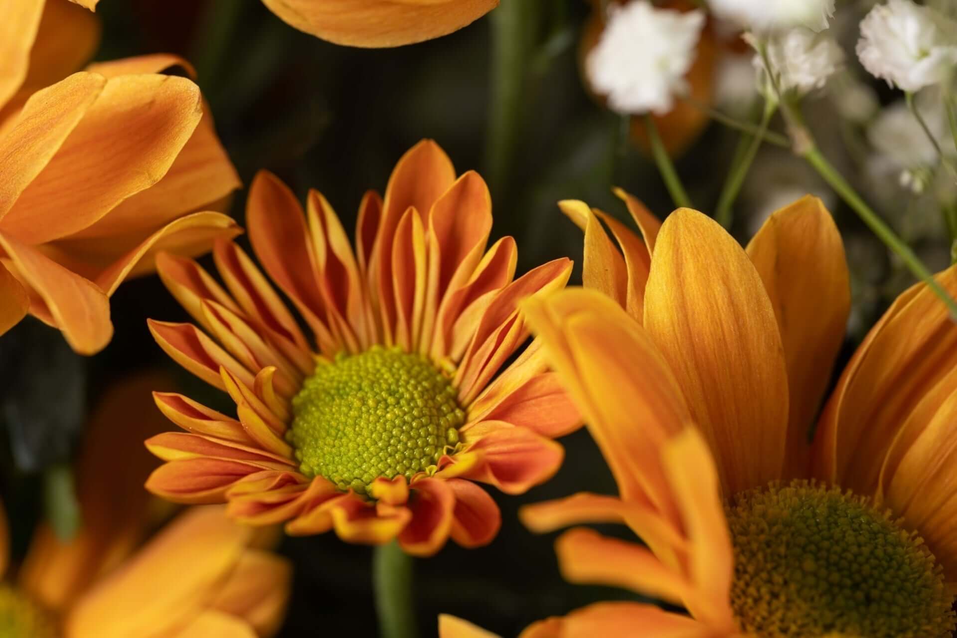 Vibrant orange heirloom daisy with textured green center and layered petals