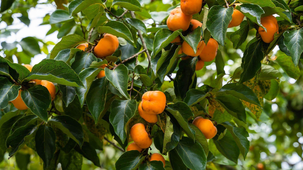 Ripe orange persimmons clustering on lush green persimmon tree