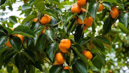 Ripe orange persimmons clustering on lush green persimmon tree