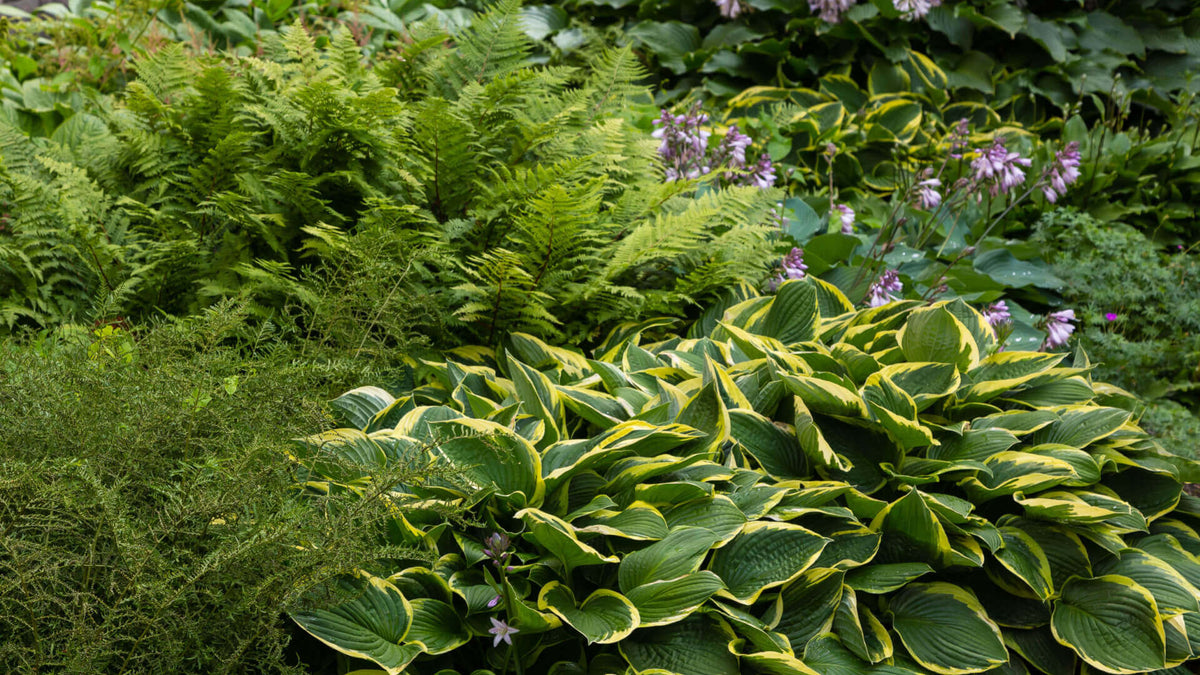 Lush green hosta plants with yellow-edged leaves and purple flowers in mesmerizing garden
