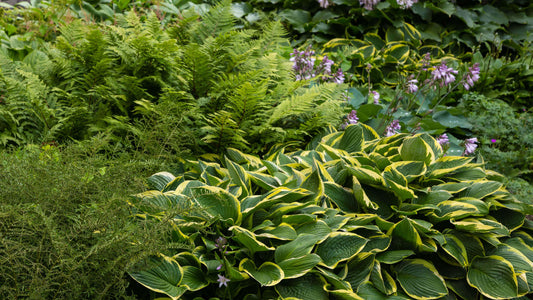 Lush green hosta plants with yellow-edged leaves and purple flowers in mesmerizing garden