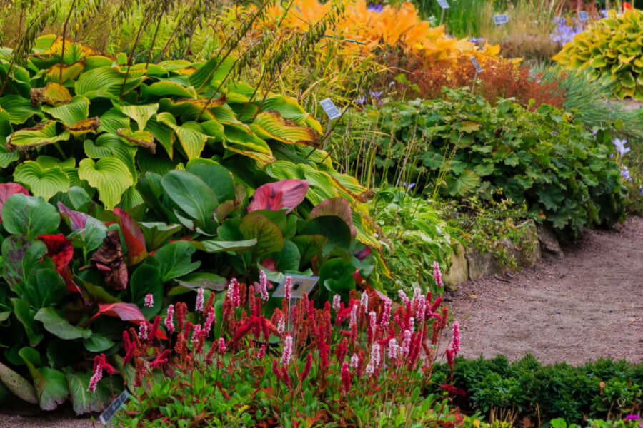 Vibrant perennial garden bed of lush green hostas with red edges and pink white flower spikes