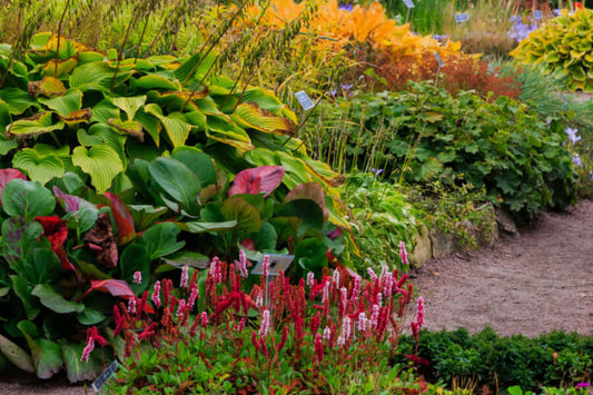 Vibrant perennial garden bed of lush green hostas with red edges and pink white flower spikes