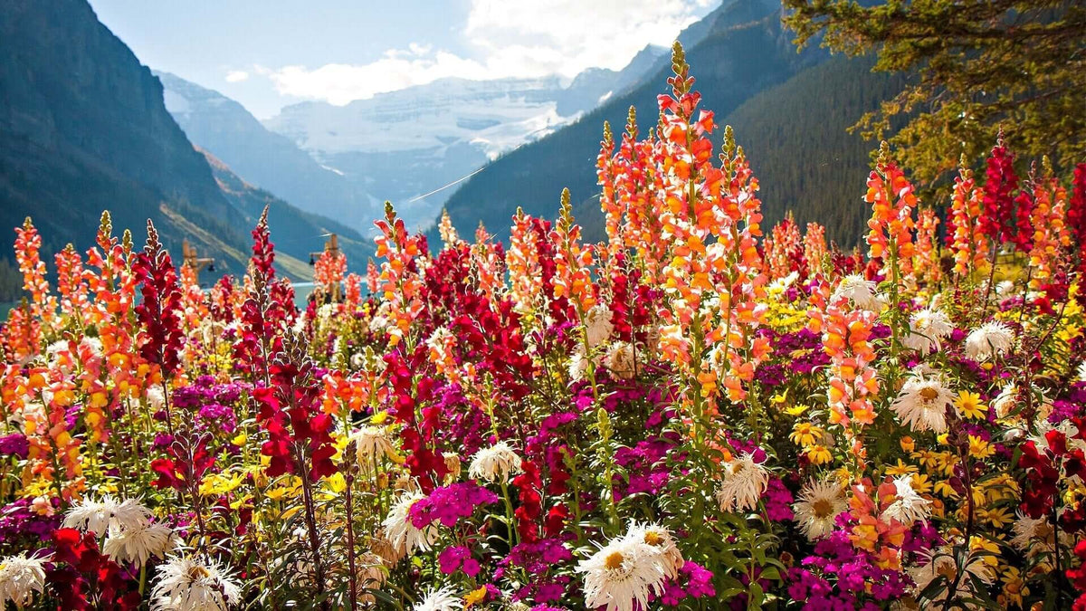 Vibrant red wildflowers: snapdragons, orange, pink spikes with white, purple blossoms