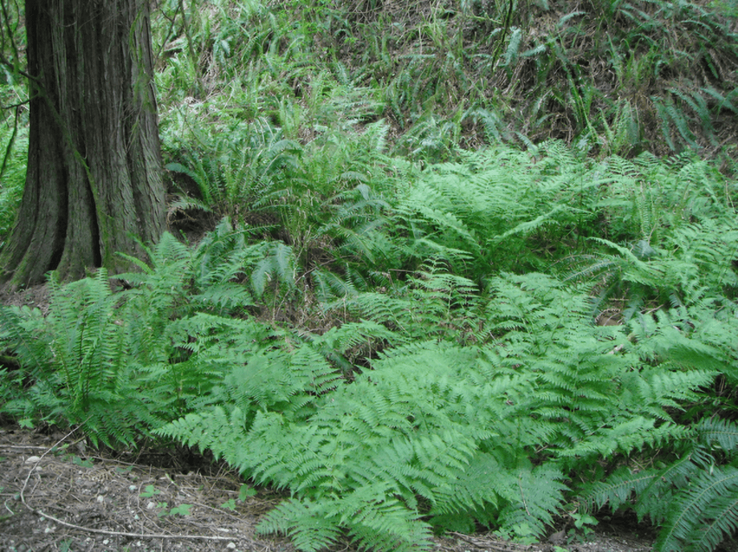 Lady fern lush green fronds as native ground cover by tree trunk
