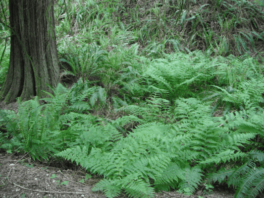 Lady fern lush green fronds as native ground cover by tree trunk