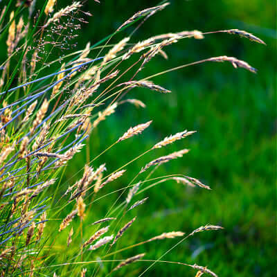 Golden-brown Blue Joint Grass sways in breeze on green backdrop