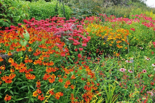 Vibrant coneflowers with orange, pink blooms amid green foliage in disease-prone perennials garden