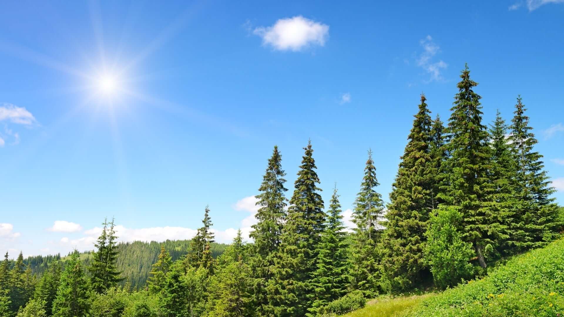 Dense cluster of tall native coniferous trees under blue sky
