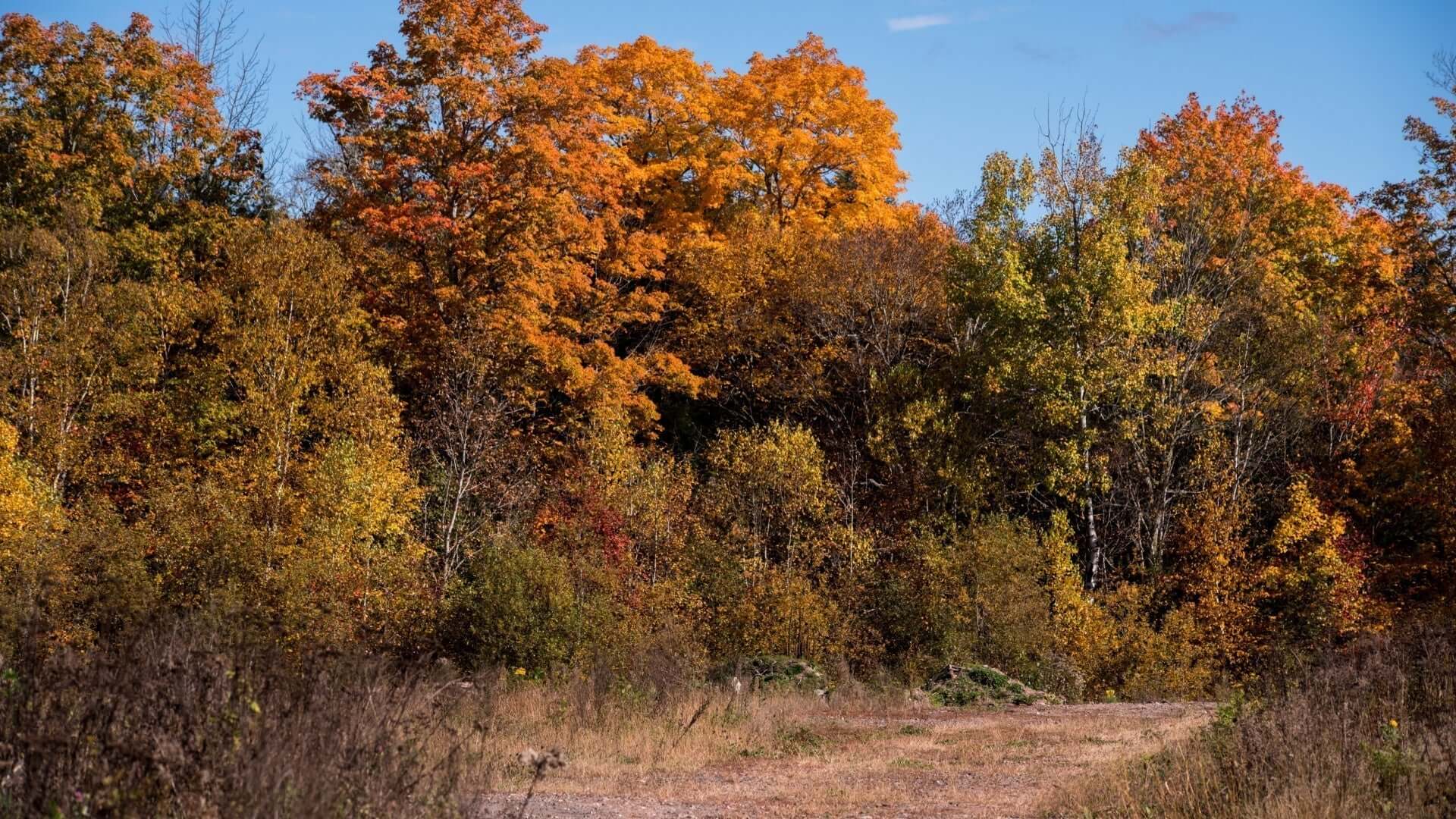 Vibrant autumn forest for fall planting with orange, yellow, green foliage under blue sky