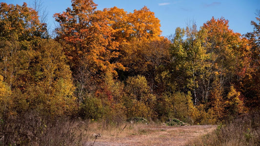 Vibrant autumn forest for fall planting with orange, yellow, green foliage under blue sky