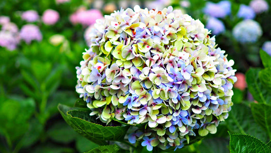 Lush spherical hydrangea bloom in lavender to pale green petals for elegant landscapes