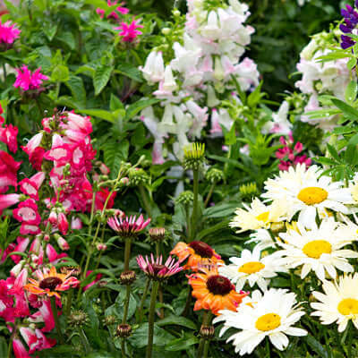 Vibrant perennial garden bed with pink, white, orange flowers and lush greenery