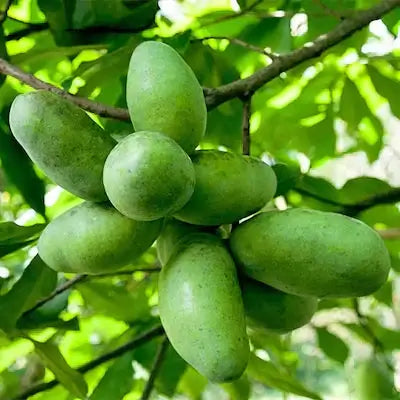 Cluster of green oval mangoes on pawpaw tree branch