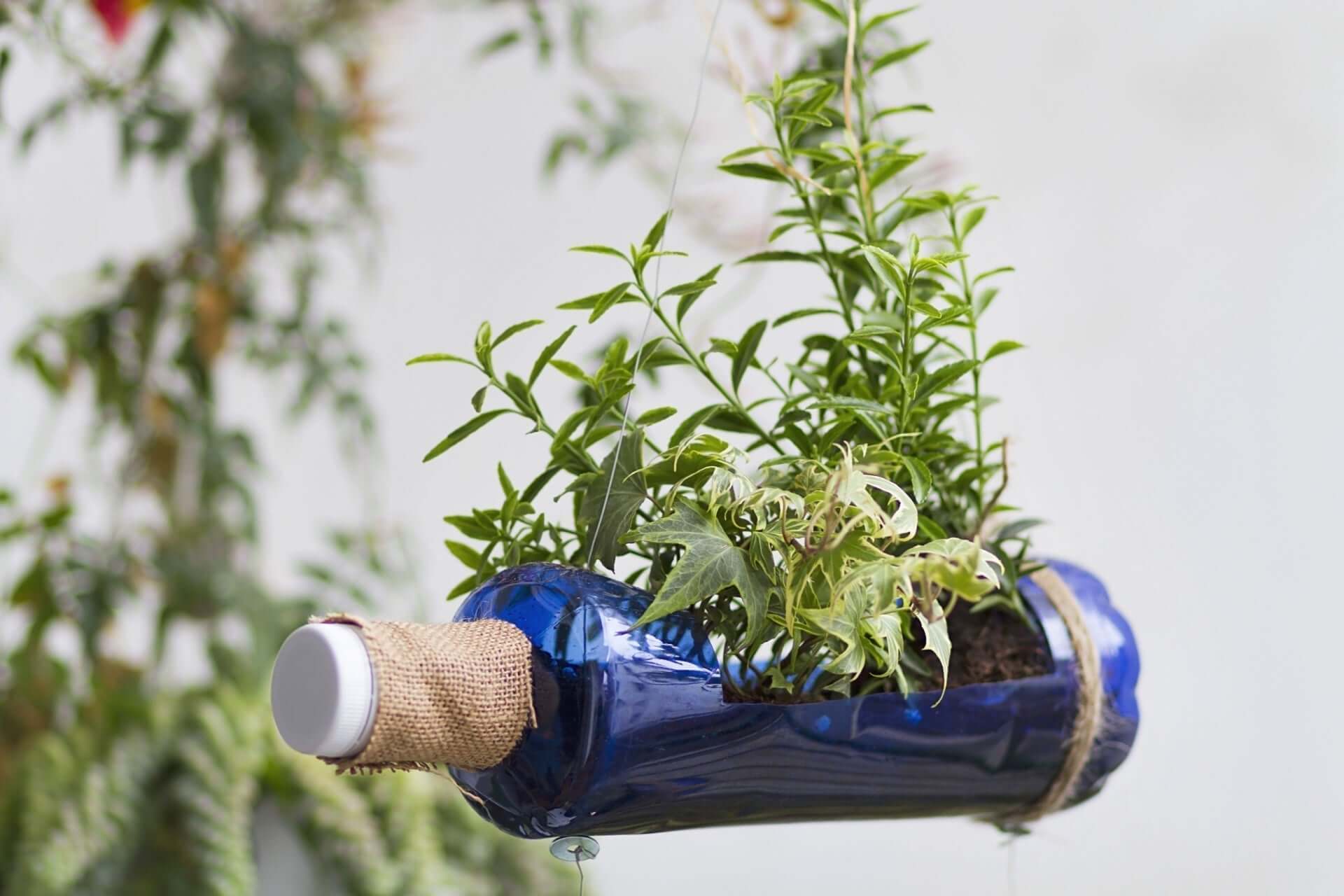 Hanging blue glass bottle planter with burlap cork and green plants