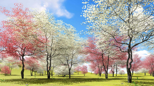 Serene spring cherry blossoms like dogwood trees under blue sky