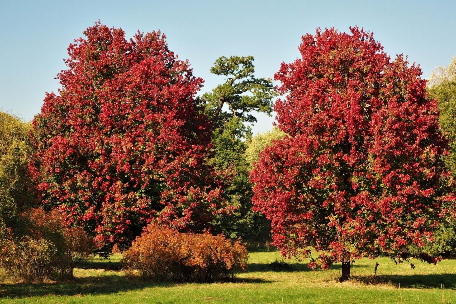 Vibrant red maple trees in sunlit park under blue sky