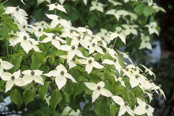 Kousa dogwood cluster of delicate white four-petaled flowers amid green leaves