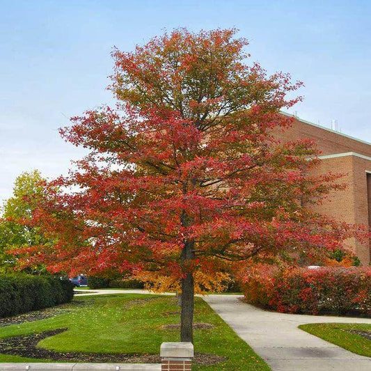 Vibrant red Black Gum tree with crimson orange autumn leaves against blue sky