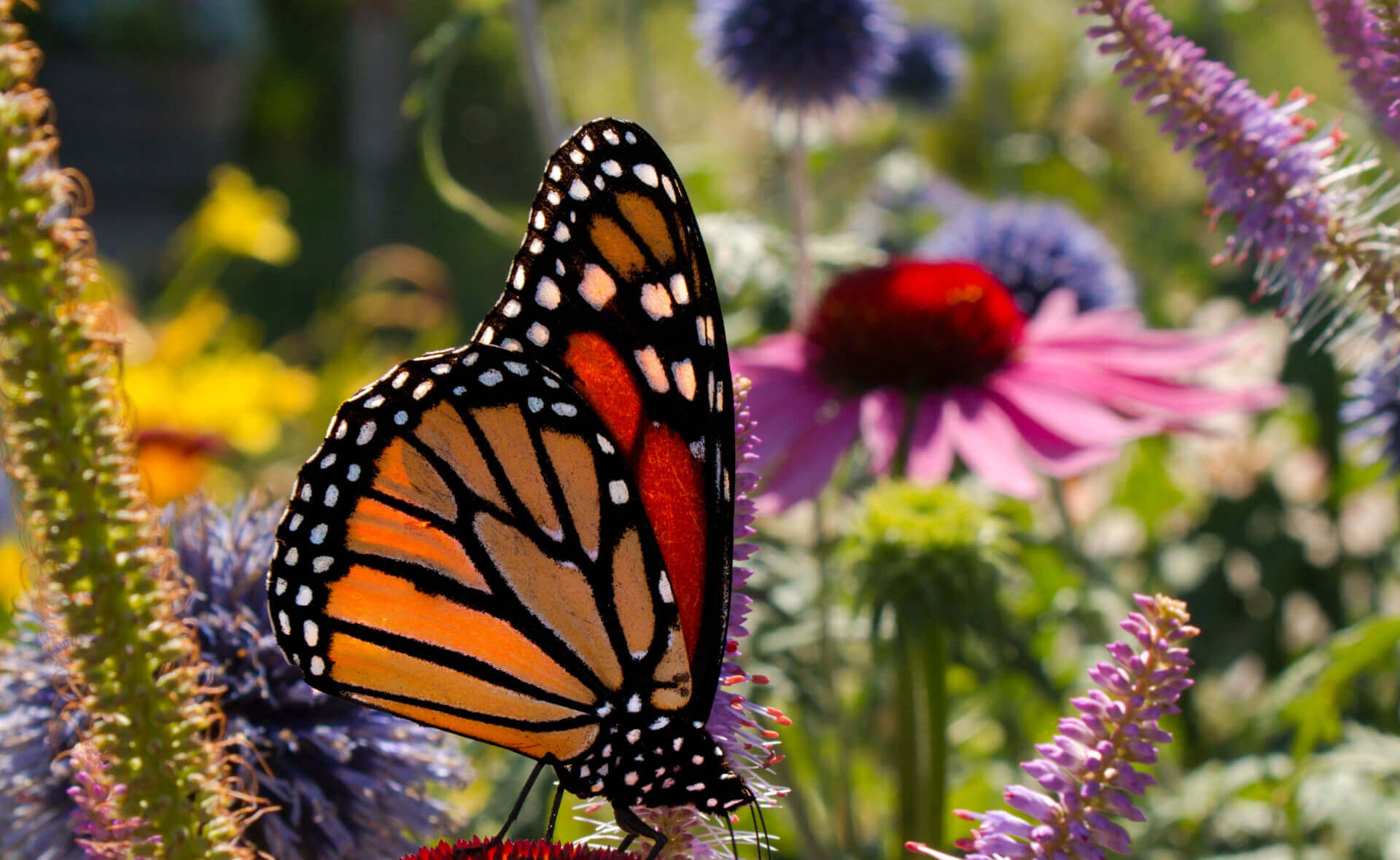 Vibrant monarch butterfly on flower in pollinator garden