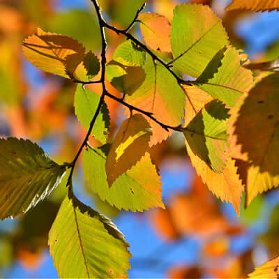 Historical elm branch with vibrant yellow and green autumn leaves