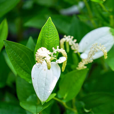 Delicate white lizards tail flower with heart petals and yellow stamens